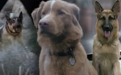 Celebrating National Dog Day: 10 Iconic Cinema Canines That Defied the Odds
