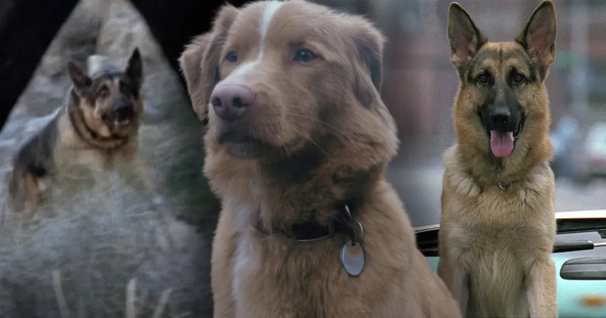 Celebrating National Dog Day: 10 Iconic Cinema Canines That Defied the Odds