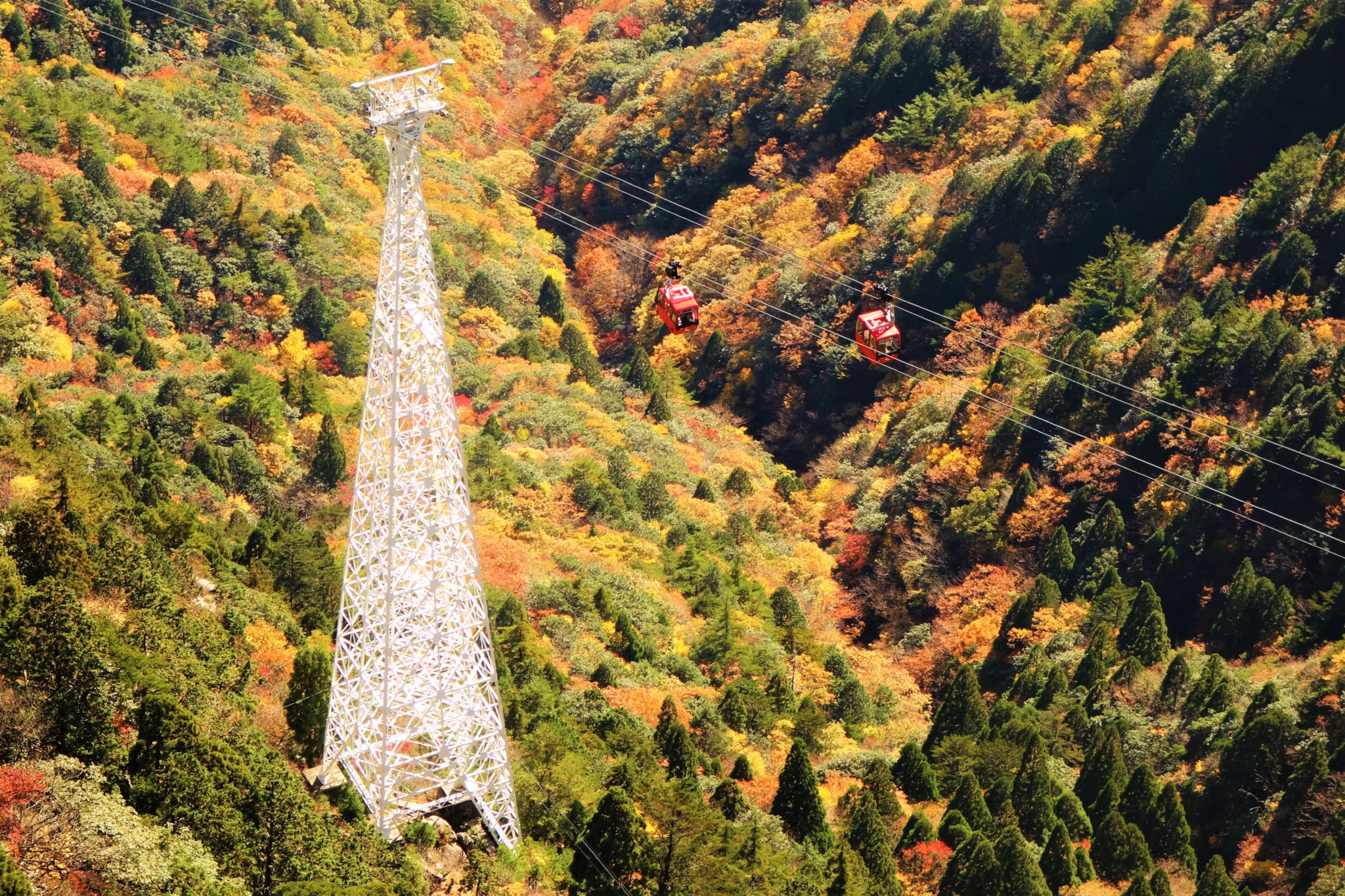 Chasing the Crimson Tides: The Ultimate Guide to Autumn on Mt. Gozaisho and the Historic Gozaisho Ropeway