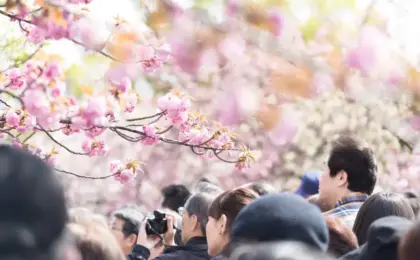 Navigating the Fiscal Maze: Japan’s Tripled Departure Tax and the Controversy Over Bear Control and Sakura Preservation
