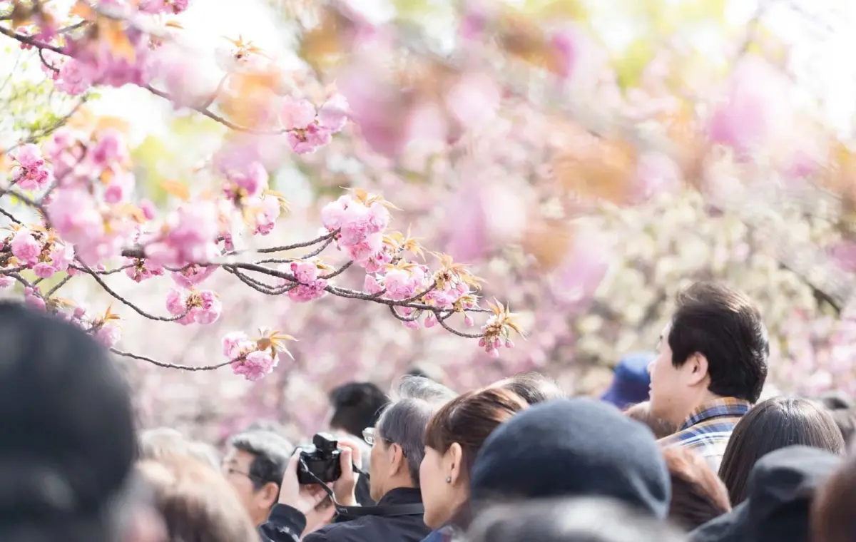 Navigating the Fiscal Maze: Japan’s Tripled Departure Tax and the Controversy Over Bear Control and Sakura Preservation