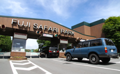 Rare Golden Takins Find New Home at Fuji Safari Park, Bolstering Japan’s Species Conservation Efforts