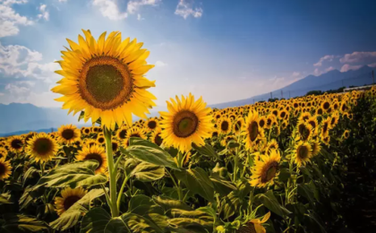 The Golden Horizon: Inside the 2026 Hokuto City Akeno Sunflower Festival and Yamanashi’s Thriving Agri-Tourism