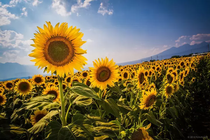 The Golden Horizon: Inside the 2026 Hokuto City Akeno Sunflower Festival and Yamanashi’s Thriving Agri-Tourism