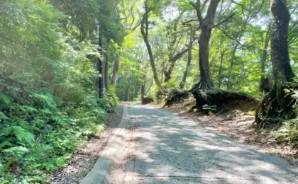 Authorities Issue Urgent Safety Warning as Peak Hiking Season Collides with Bear Activity on Tokyo’s Iconic Mt. Takao