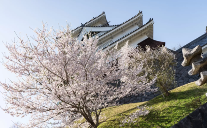 Chasing the Blossoms: A Definitive Guide to Yamagata’s Historic Cherry Blossom Landscape