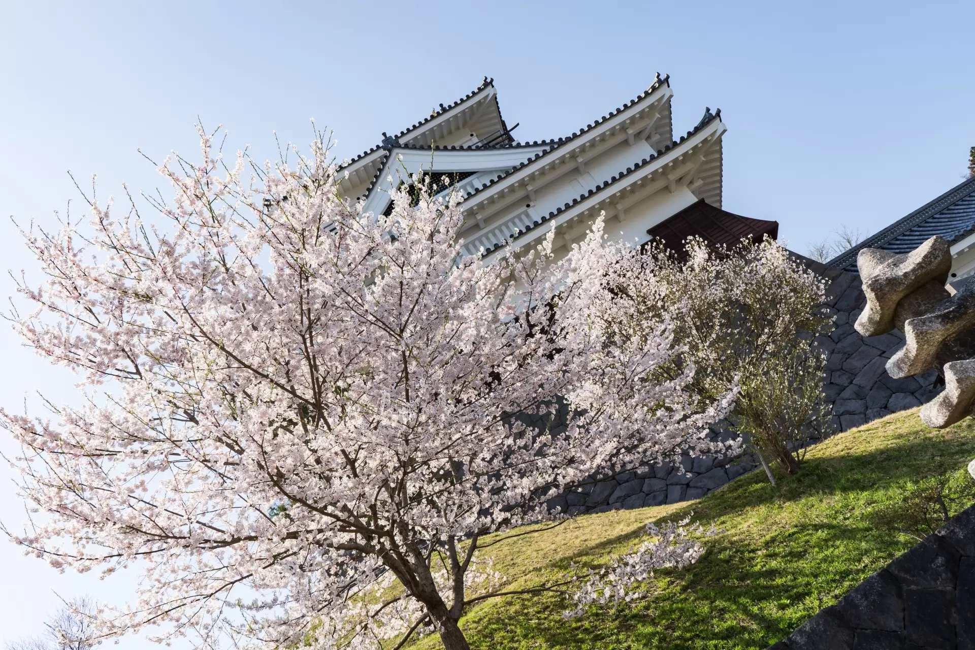 Chasing the Blossoms: A Definitive Guide to Yamagata’s Historic Cherry Blossom Landscape