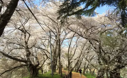 Discovering Kajo Park: Yamagata’s Serene Historic Castle and Cherry Blossom Sanctuary