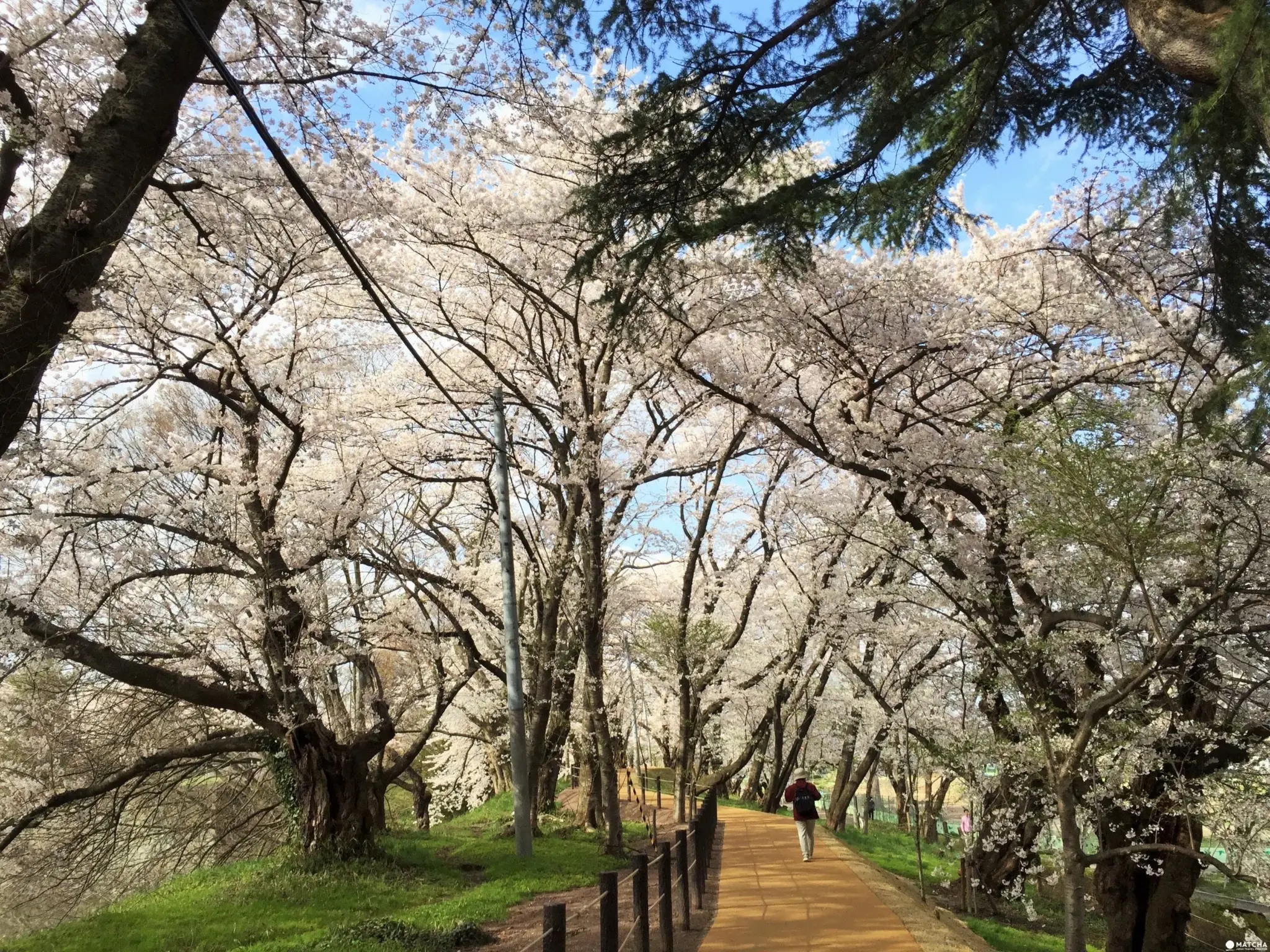 Discovering Kajo Park: Yamagata’s Serene Historic Castle and Cherry Blossom Sanctuary