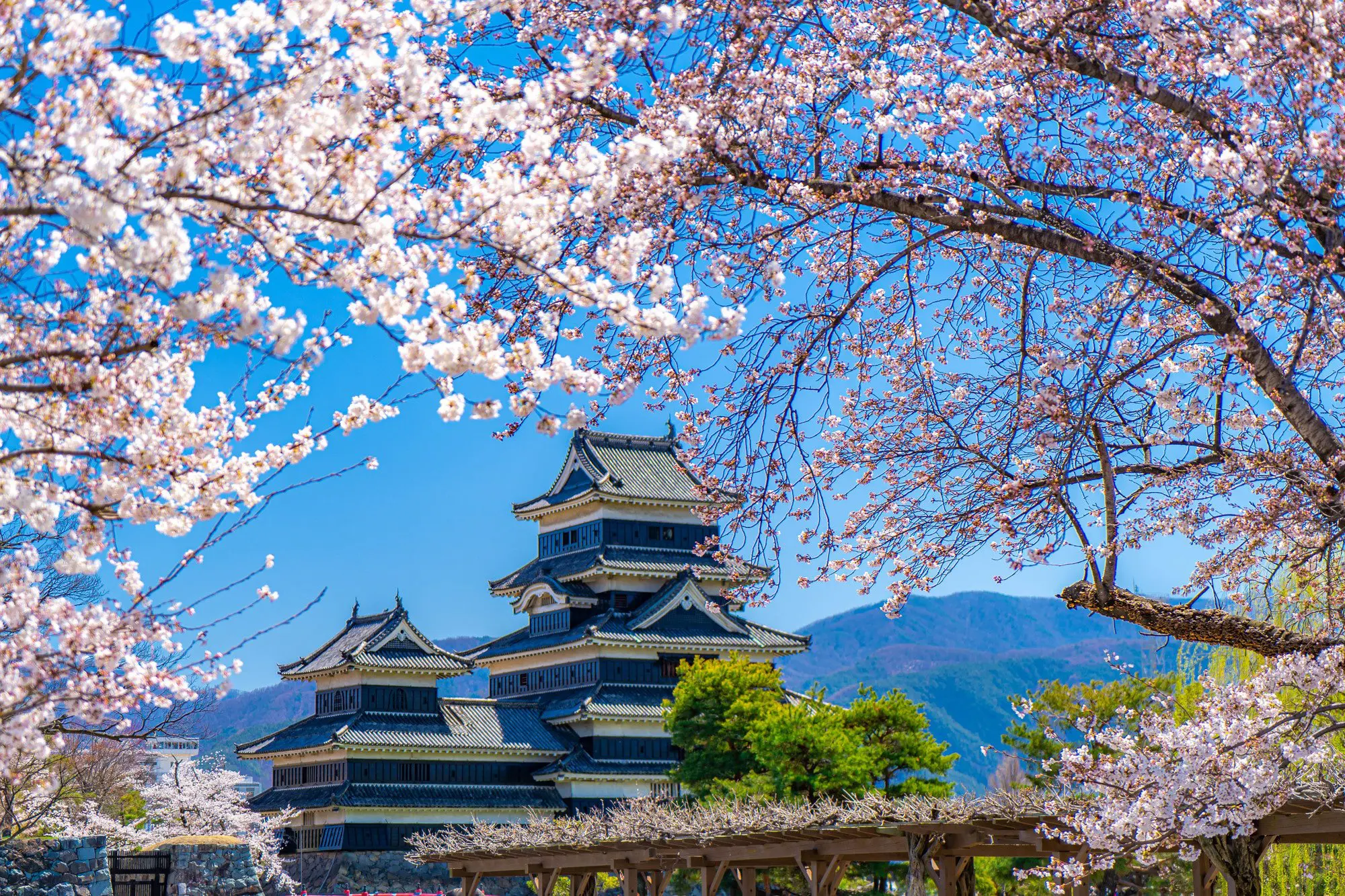 Nagano Cherry Blossoms: 8 Castles, Parks, and Hidden Gems