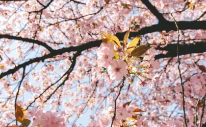 The Chiba Climate Chronicle: A Comprehensive Meteorological and Seasonal Guide for Travelers