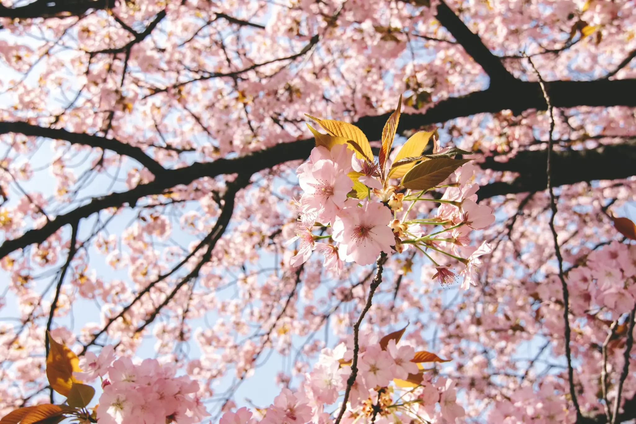 The Chiba Climate Chronicle: A Comprehensive Meteorological and Seasonal Guide for Travelers