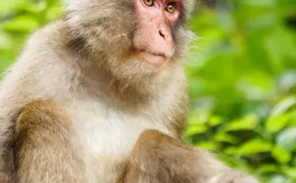Urban Wildlife Crisis: Notorious "Troop T1" Macaques Terrorize Seaside Hot Spring Town of Yugawara