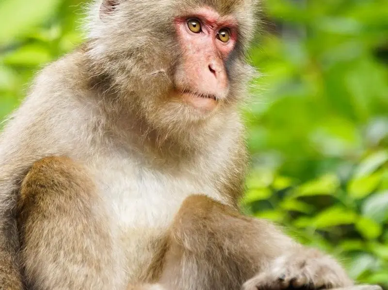 Urban Wildlife Crisis: Notorious "Troop T1" Macaques Terrorize Seaside Hot Spring Town of Yugawara