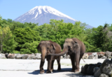 Where Wildlife Meets Japan’s Sacred Peak: The Ultimate Guide to Fuji Safari Park’s Most Breathtaking Mt. Fuji Viewpoints