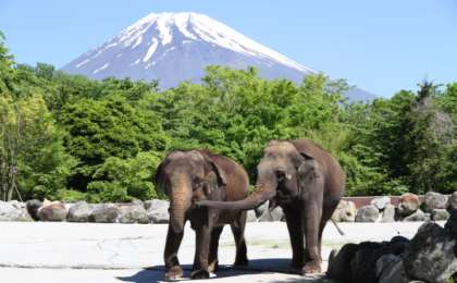 Where Wildlife Meets Japan’s Sacred Peak: The Ultimate Guide to Fuji Safari Park’s Most Breathtaking Mt. Fuji Viewpoints