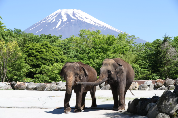 Where Wildlife Meets Japan’s Sacred Peak: The Ultimate Guide to Fuji Safari Park’s Most Breathtaking Mt. Fuji Viewpoints