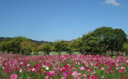 Autumn in Naruto City: A Comprehensive Guide to Seasonal Flora, Agricultural Heritage, and Cultural Festivities