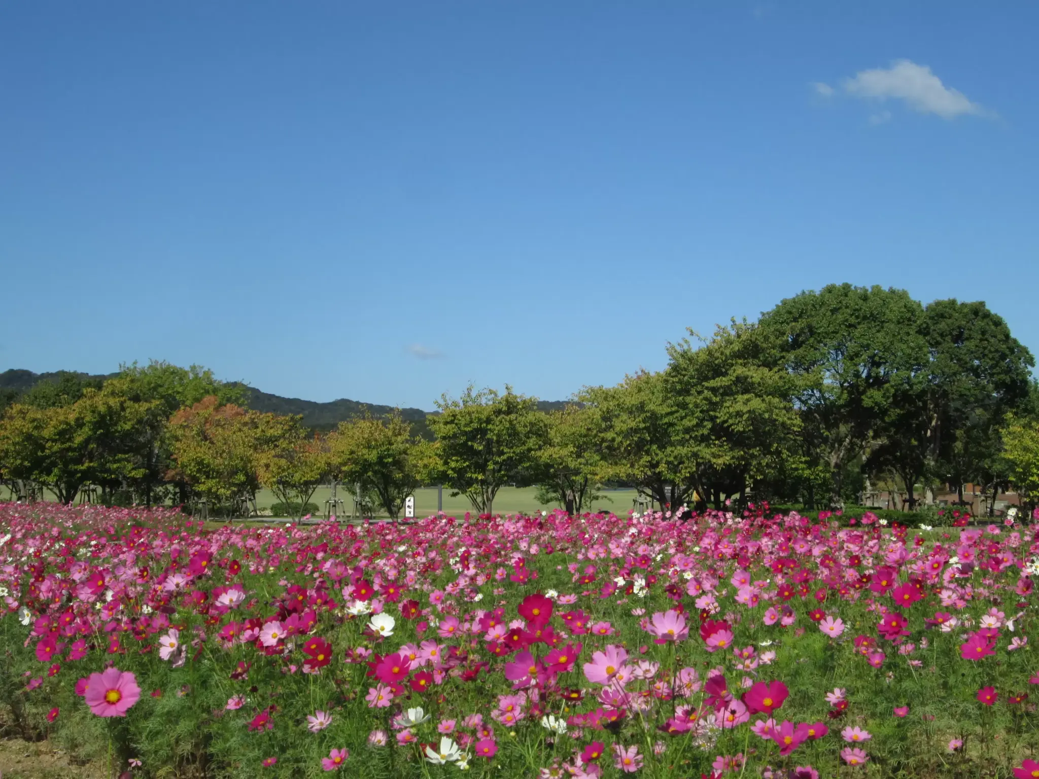 Autumn in Naruto City: A Comprehensive Guide to Seasonal Flora, Agricultural Heritage, and Cultural Festivities