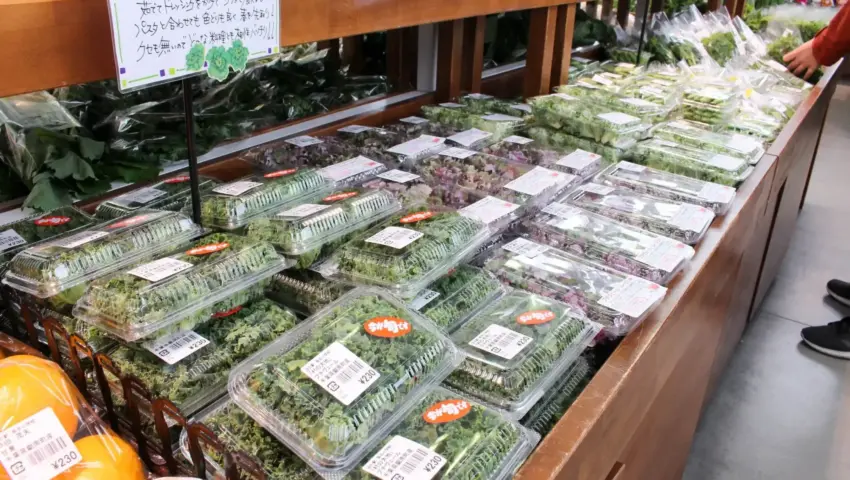 From Chalkboards to Commerce: How Japan’s Declining Birthrate Gave Rise to the Roadside Station Hota Elementary School Phenomenon