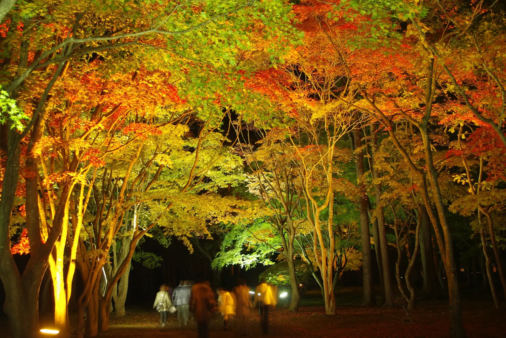 Hokkaido Autumn Magic: The Definitive 2026 Guide to October Events, Peak Foliage, and Culinary Expeditions