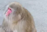 Man in Japan says monkey threw his cat into a pond before attacking him