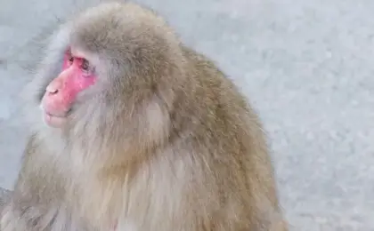 Man in Japan says monkey threw his cat into a pond before attacking him
