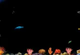 The Digital Aquarium: How a Dentist’s Office and an Underground Microsoft Collective Created the Iconic ‘After Dark’ Fish Screensaver