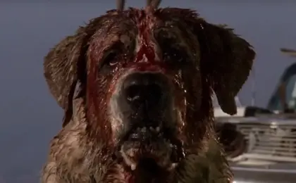 Unleashing the Terror Anew: Arrow Video Delivers the Ultimate 4K UHD Collector’s Edition of Stephen King’s ‘Cujo’