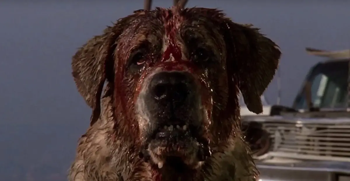 Unleashing the Terror Anew: Arrow Video Delivers the Ultimate 4K UHD Collector’s Edition of Stephen King’s ‘Cujo’